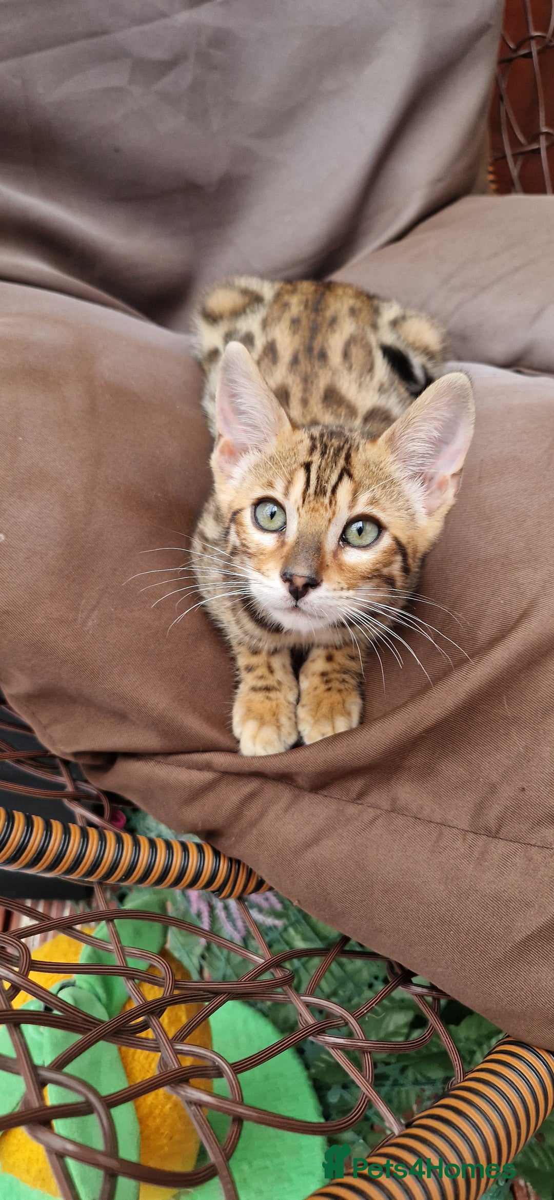 Bengal cats for sale: Amazing Bengal kittens 🥰 last boy left ❤️ in Corby - Image 31