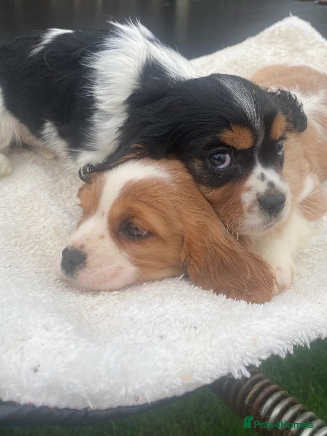 Cavalier King Charles Spaniel dogs for sale: Cavalier King Charles  - Advert 7