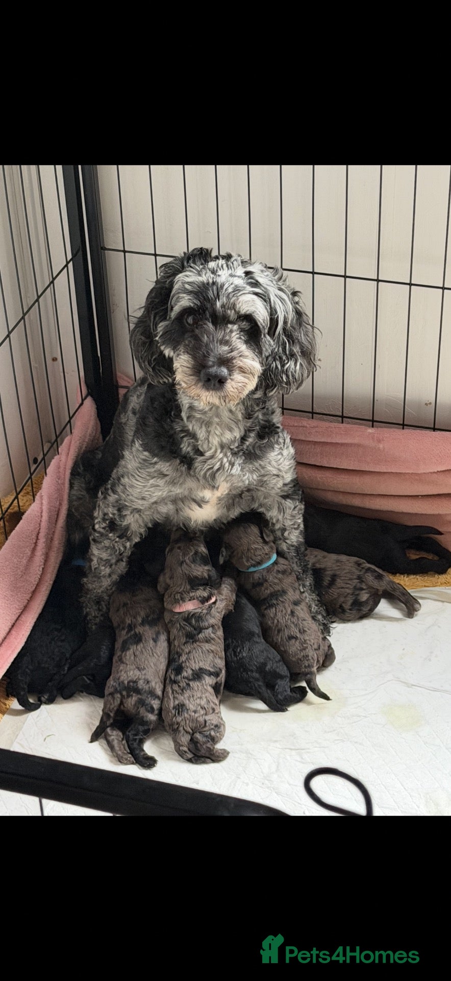 Cockapoo dogs Beautiful merle cockapoo puppies - Advert 8