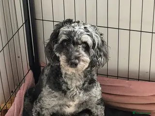 Cockapoo dogs Beautiful merle cockapoo puppies - Advert 2