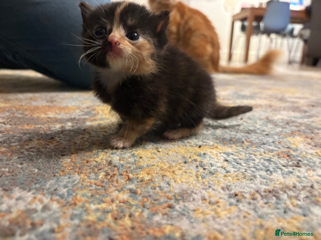 Mixed Breed cats for sale: Beautiful female Kitten 4 weeks old  - Advert 7
