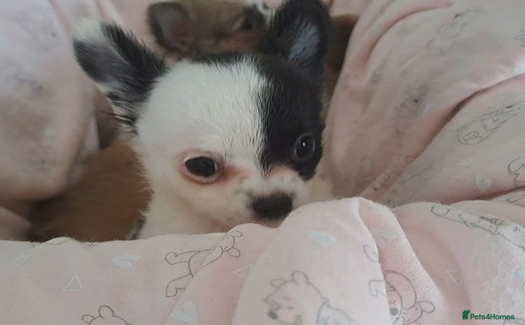 Chihuahua dogs - Advert 5