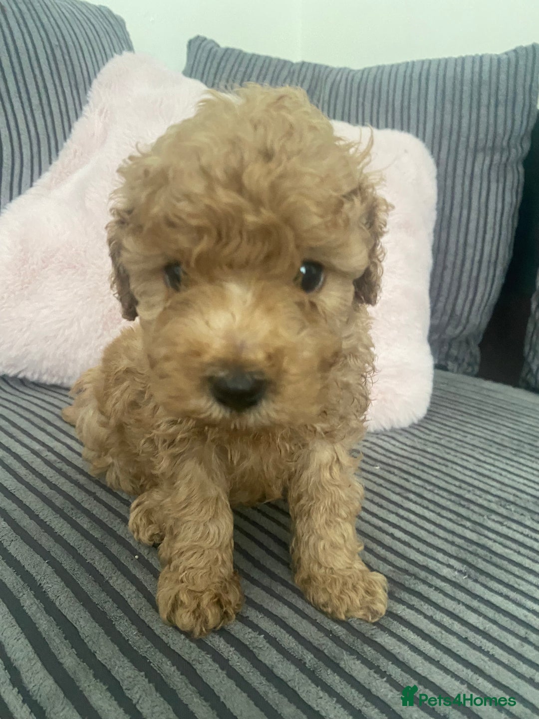 Cavapoo dogs for sale: Cavapoo puppy ready 21st October 1 girl left  - Advert 5