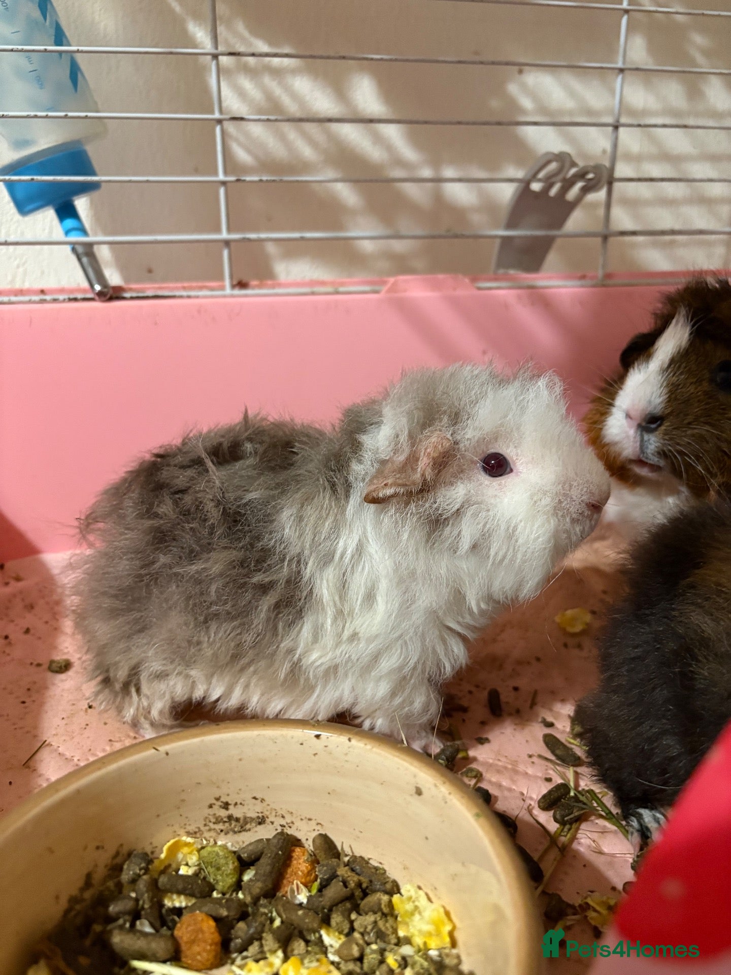 Guinea Pig rodents Guinea pigs 3  - Advert 1