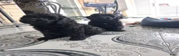 Cockapoo dogs for sale: F2 Cockapoo **1 Male left** - Advert 12