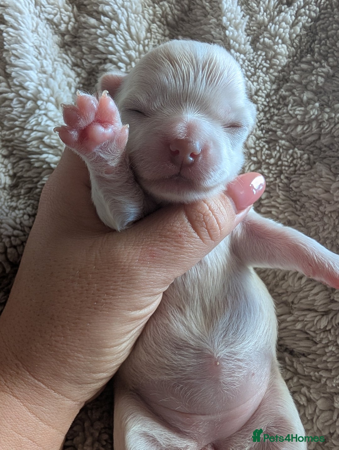 Chihuahua dogs for sale: Gorgeous Chihuahuas looking for their forever home - Advert 7