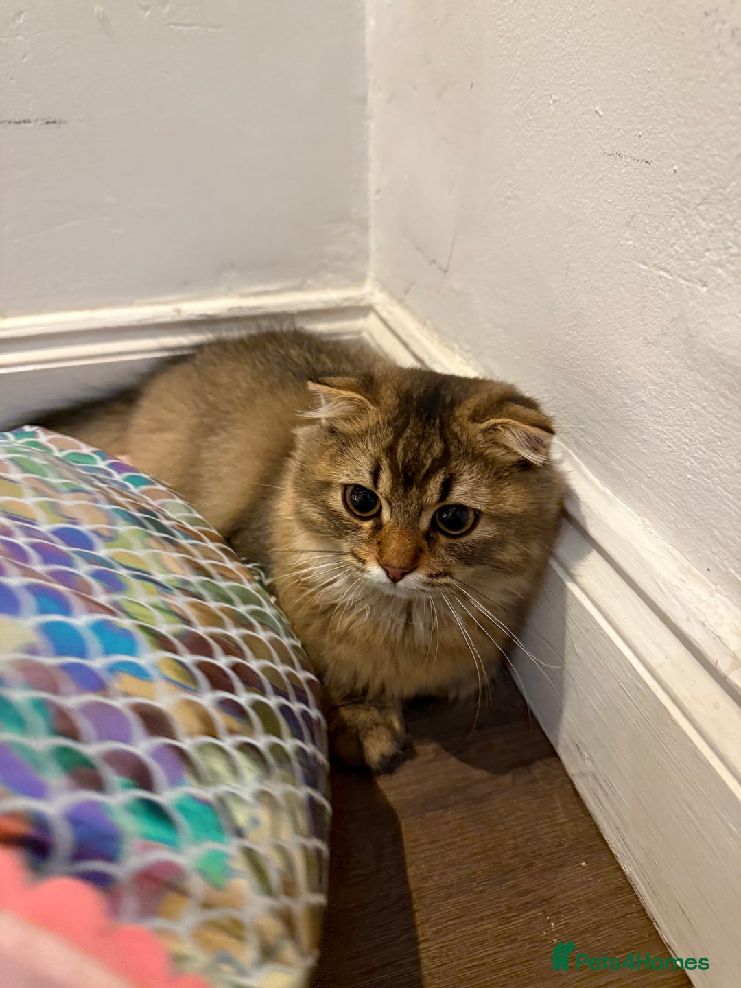 British Longhair cats for sale: Half British half Scottish fold male kitten  - Image 7