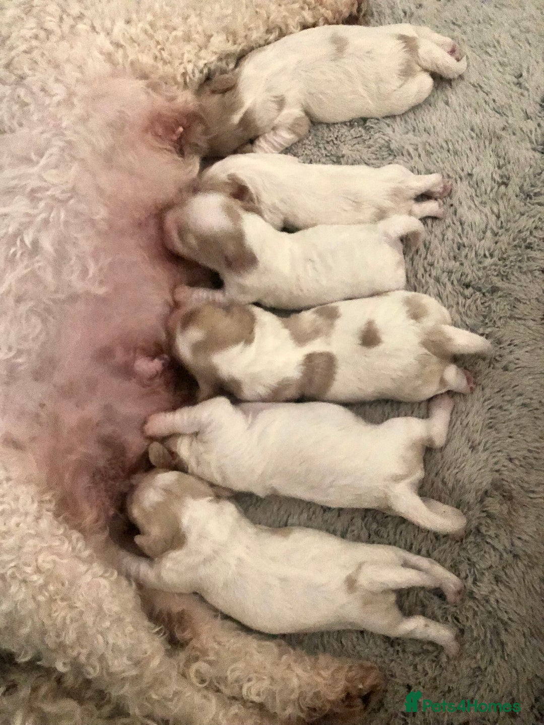 Cavapoochon dogs for sale: ⭐️1 CAVAPOOCHON in Cheshire (KC DAD) ready now✅ - Image 4
