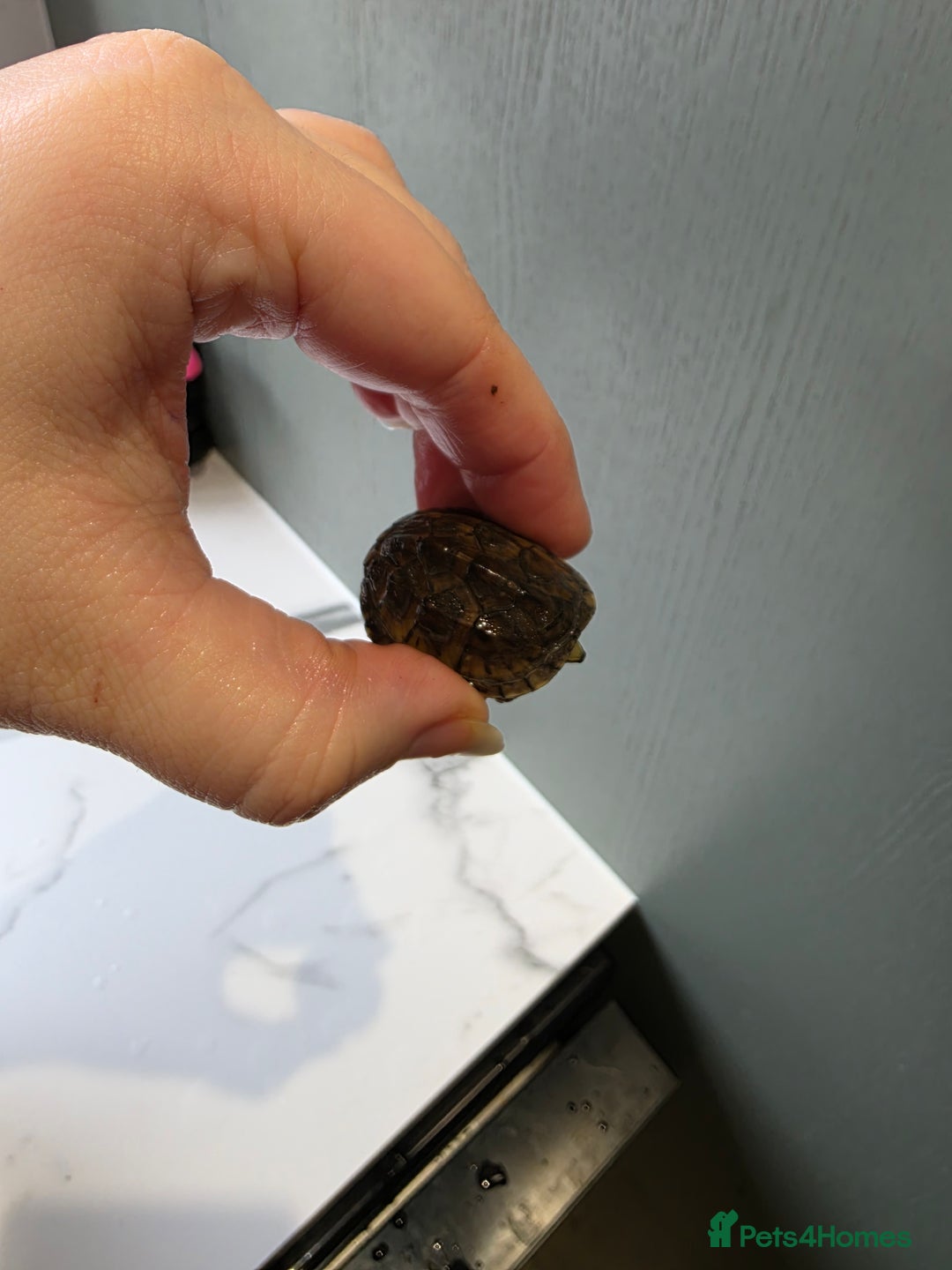 Turtle reptiles for sale: 2 female musk with full tank set up - Advert 4