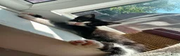 Mixed Breed cats for sale: Ready now Beautiful tabby kitties - Advert 2