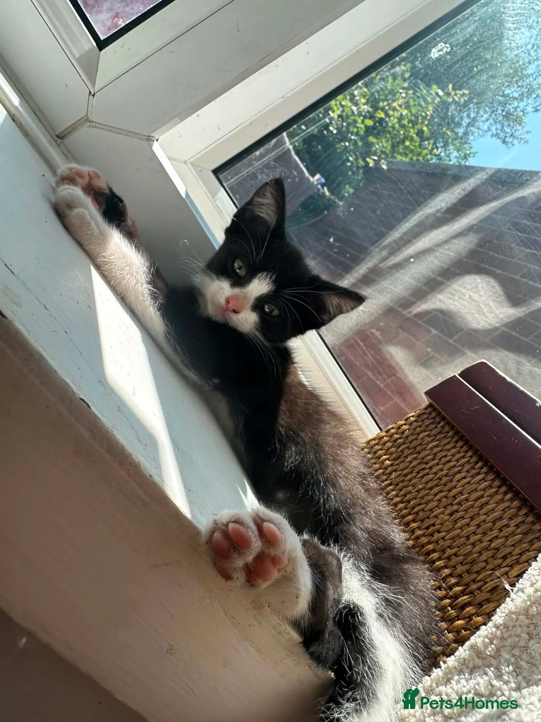 Mixed Breed cats for sale: Ready now Beautiful tabby kitties - Advert 2