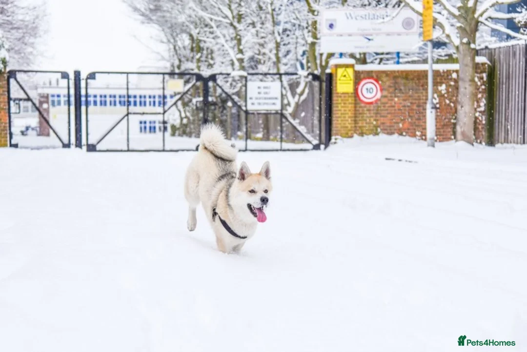 Pomsky dogs for stud: Pomsky for STUD Beautiful Husky markings in Sittingbourne - Advert 2