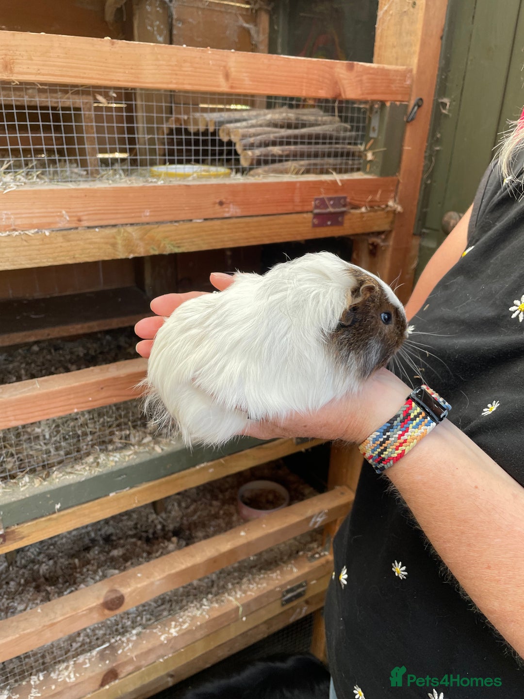 Guinea Pig rodents for sale: Bonded baby guinea pigs  - Image 2