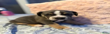 Bruno