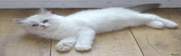 Ragdoll cats for sale: Beautiful Ragdoll kittens in Loughton - Advert 2