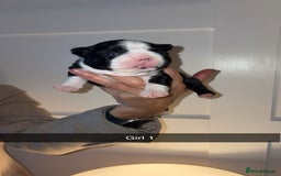 Boston Terrier dogs for sale: Boston Terrier Puppies – Ready December 8th! - Image 3
