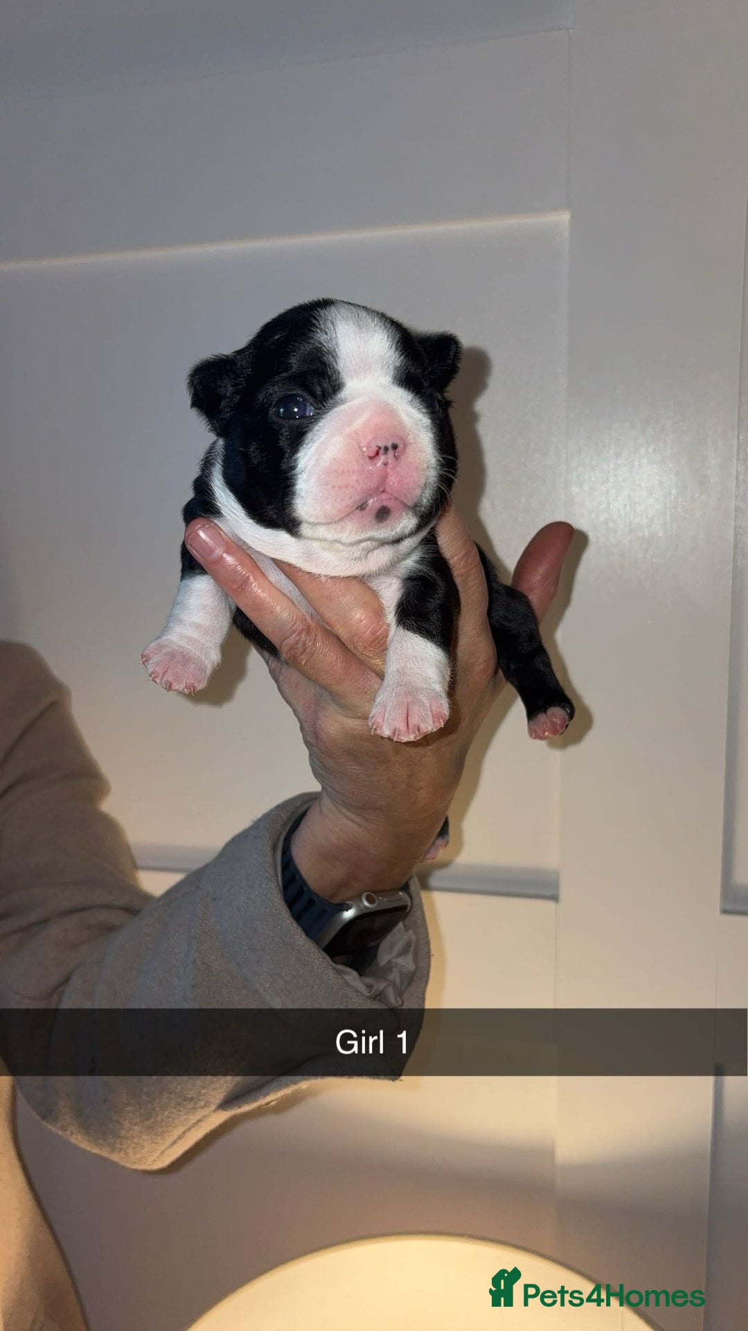 Boston Terrier dogs for sale: Boston Terrier Puppies – Ready December 8th! - Image 3