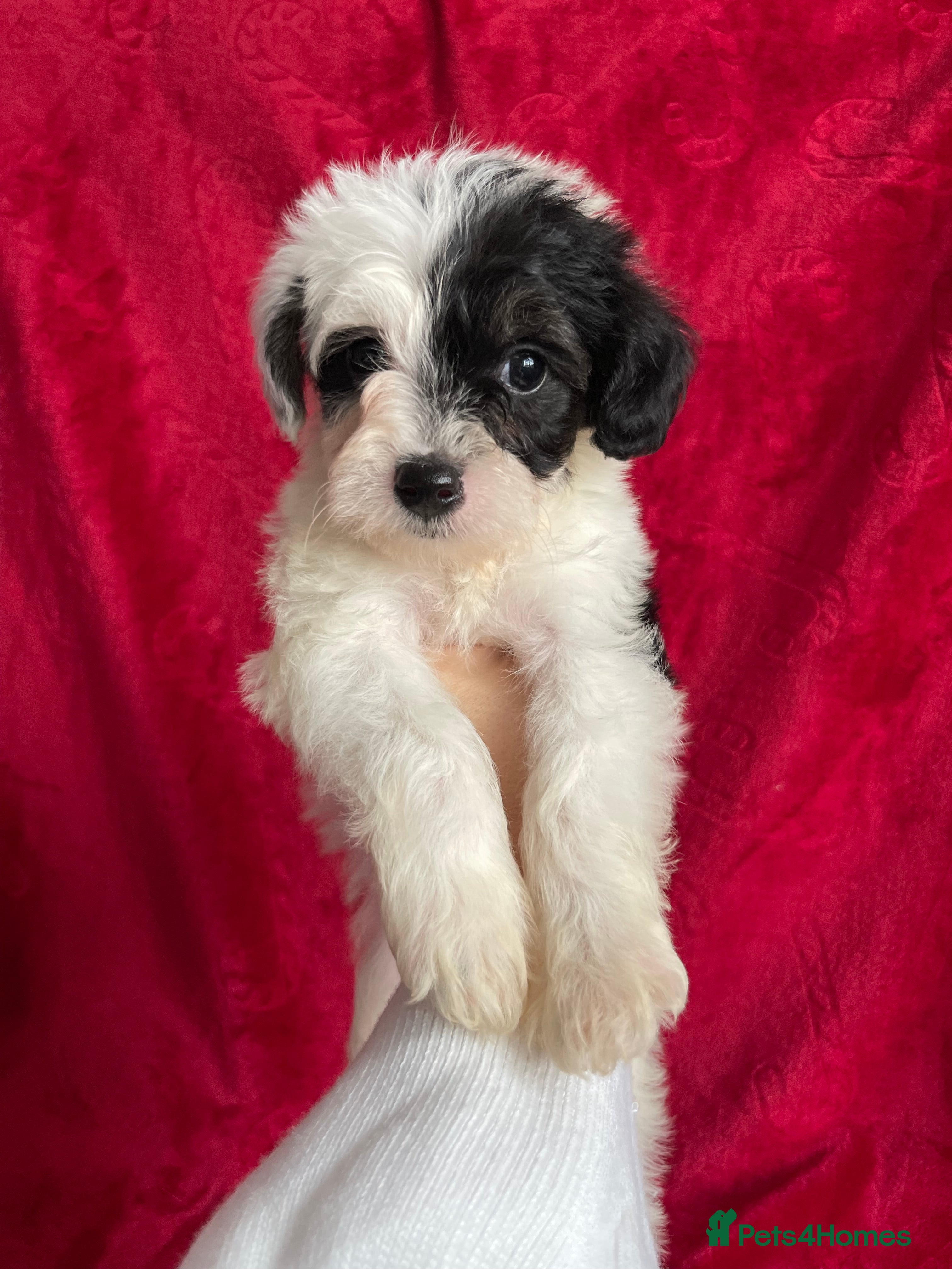 Yorkshire Terrier dogs Yorkshire terriers biewer  - Advert 1