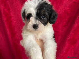 Yorkshire Terrier dogs Yorkshire terriers biewer - Advert 3