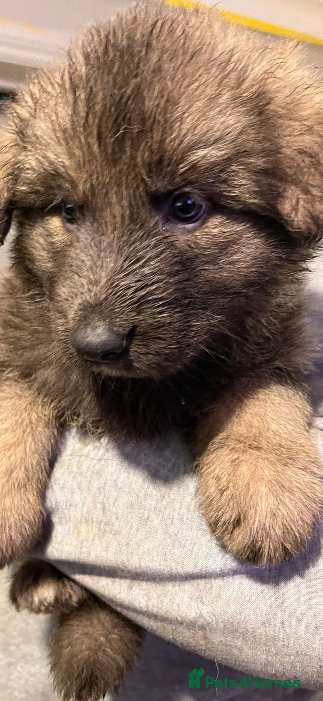 German Shepherd dogs for sale: Blue GSD’s 3 females remaining - Advert 8