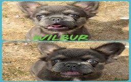 French Bulldog dogs for sale: ⭐️DWKC FLUFFY & FLUFFY CARRIER FRENCHIE PUPPIES ⭐️ in Driffield - Image 3