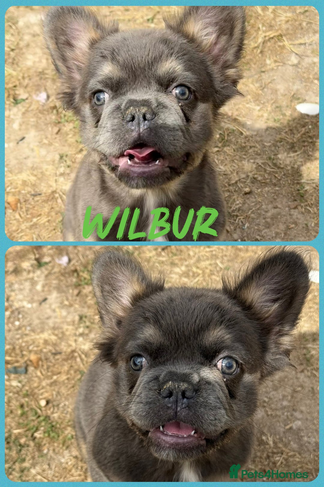 French Bulldog dogs for sale: ⭐️DWKC FLUFFY & FLUFFY CARRIER FRENCHIE PUPPIES ⭐️ in Driffield - Image 3