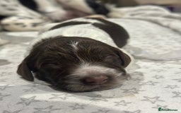 Sprocker dogs for sale: Beautiful sprockers  - Image 12