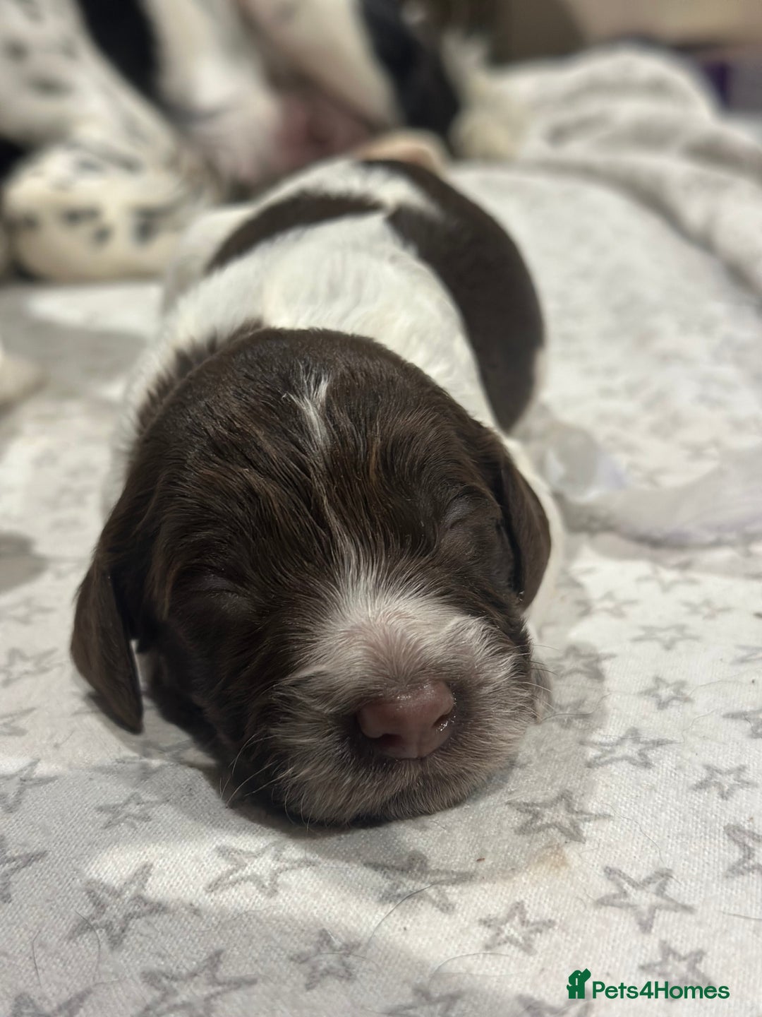 Sprocker dogs for sale: Beautiful sprockers  - Image 12