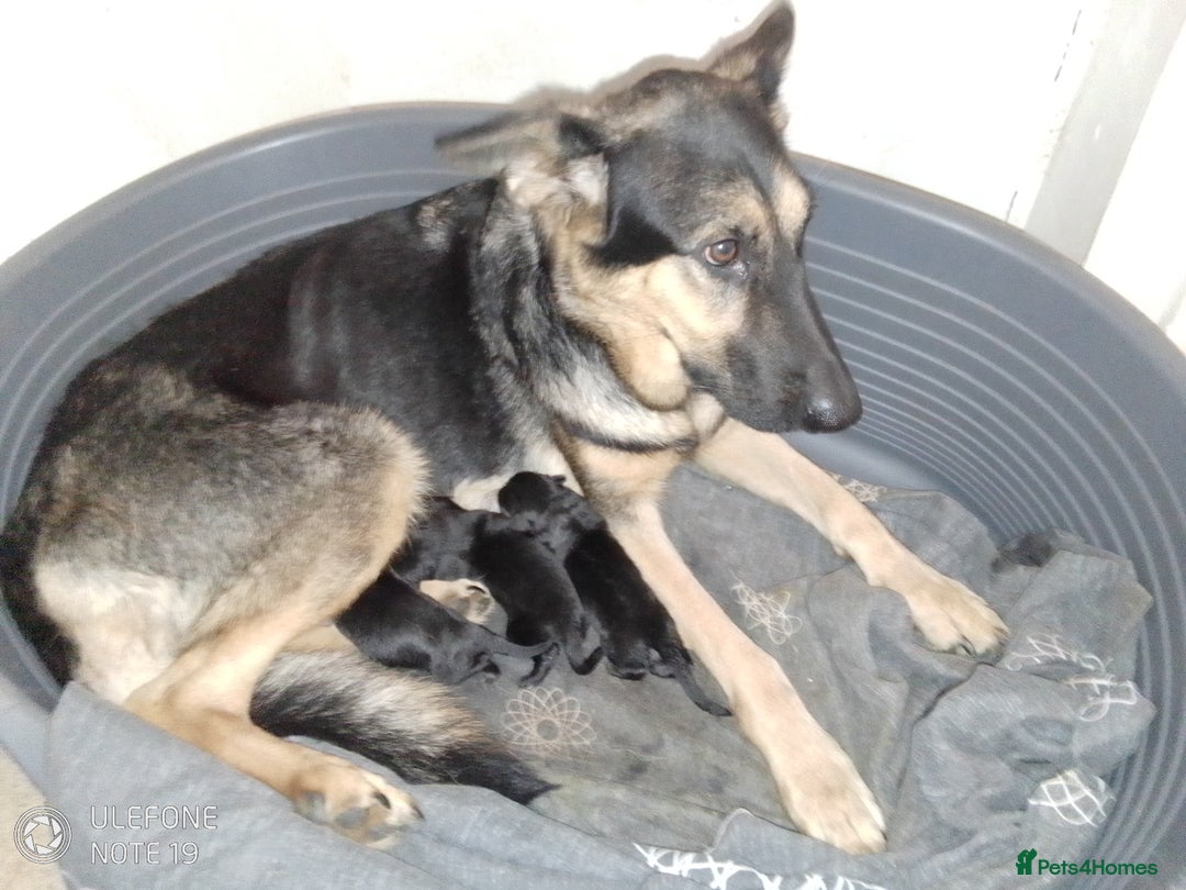 German Shepherd dogs for sale: Last female puppy - Advert 11