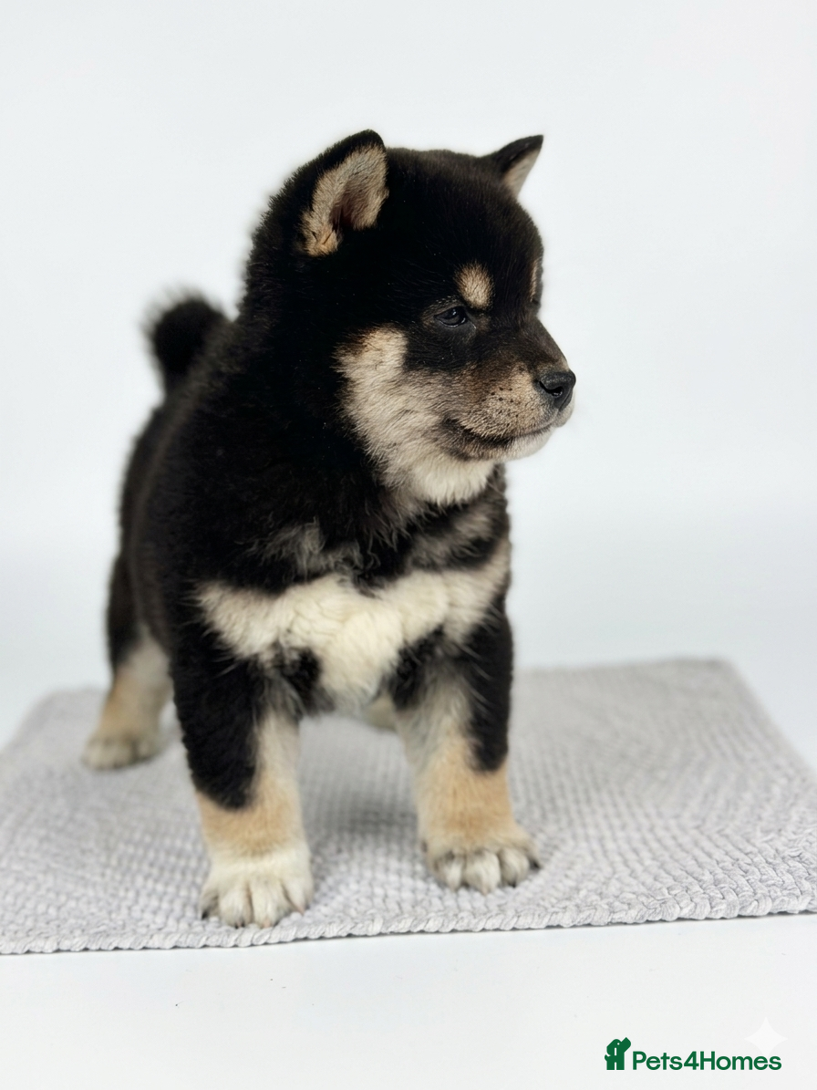 Japanese Shiba Inu dogs Champion Bloodline Shiba Inu Puppies  - Advert 3