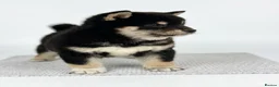 Japanese Shiba Inu dogs for sale: Champion Bloodline Shiba Inu Puppies  - Advert 3
