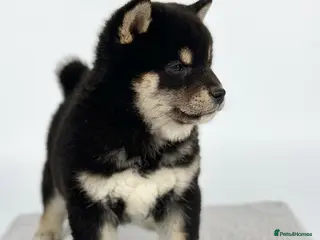 Japanese Shiba Inu dogs Champion Bloodline Shiba Inu Puppies - Advert 3