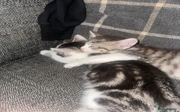 Mixed Breed cats for sale: Kittens for sale - Image 2