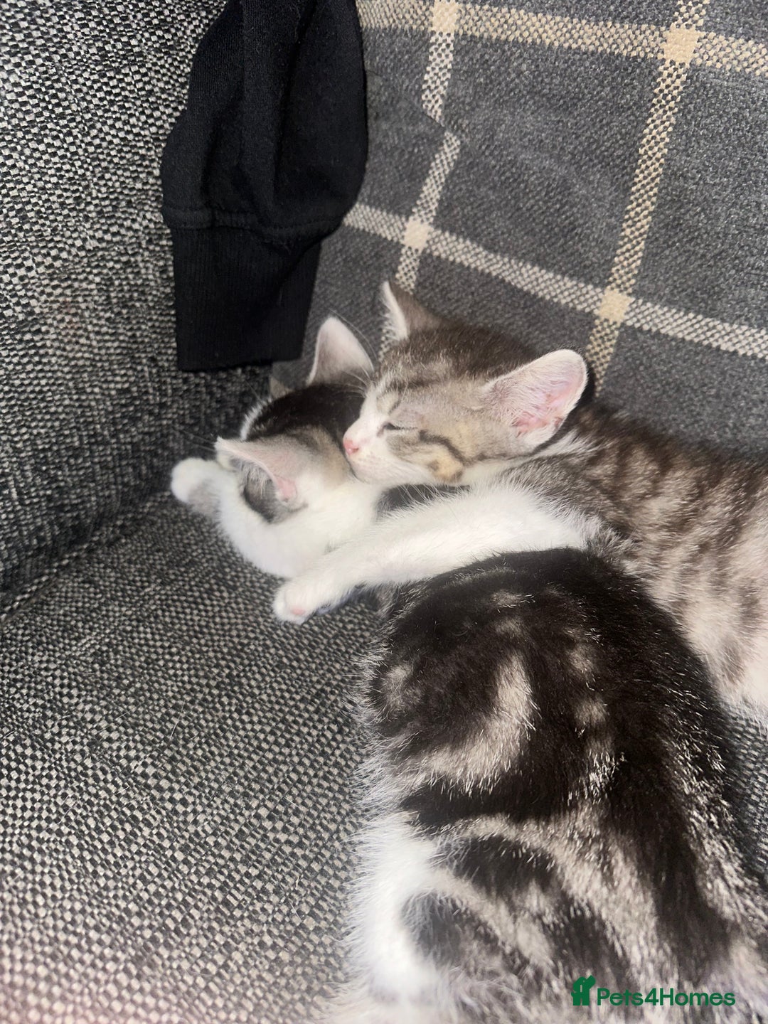 Mixed Breed cats for sale: Kittens for sale - Image 2