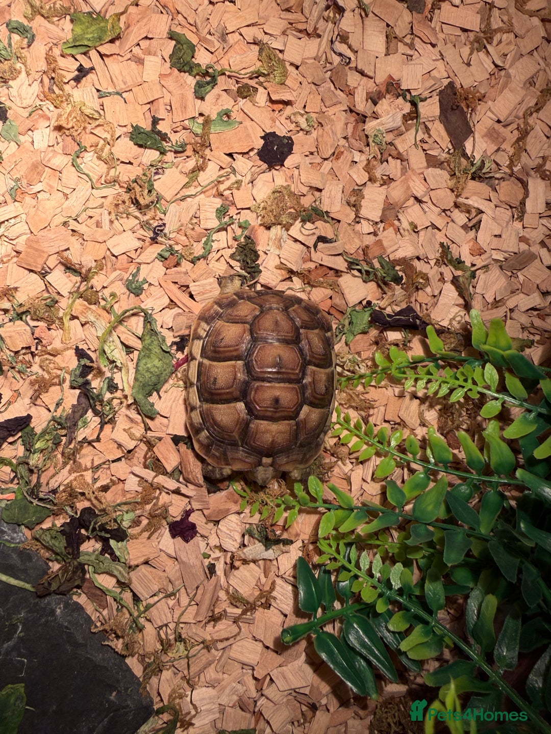 Tortoise reptiles for sale: Tortoise and table  - Advert 1