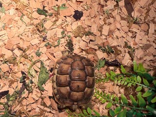 Tortoise reptiles Tortoise and table - Advert 15