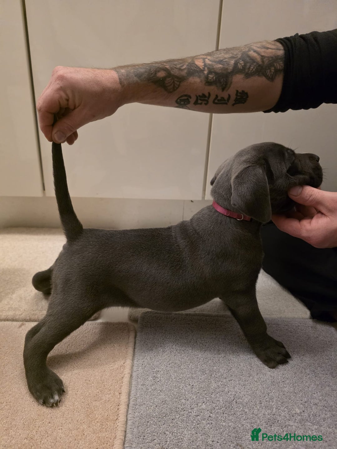 Cane Corso dogs for sale: Ready to leave blue cane corso puppies - Advert 12