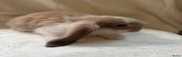 French Lop rabbits for sale: Gorgeous French lop babies - Advert 2