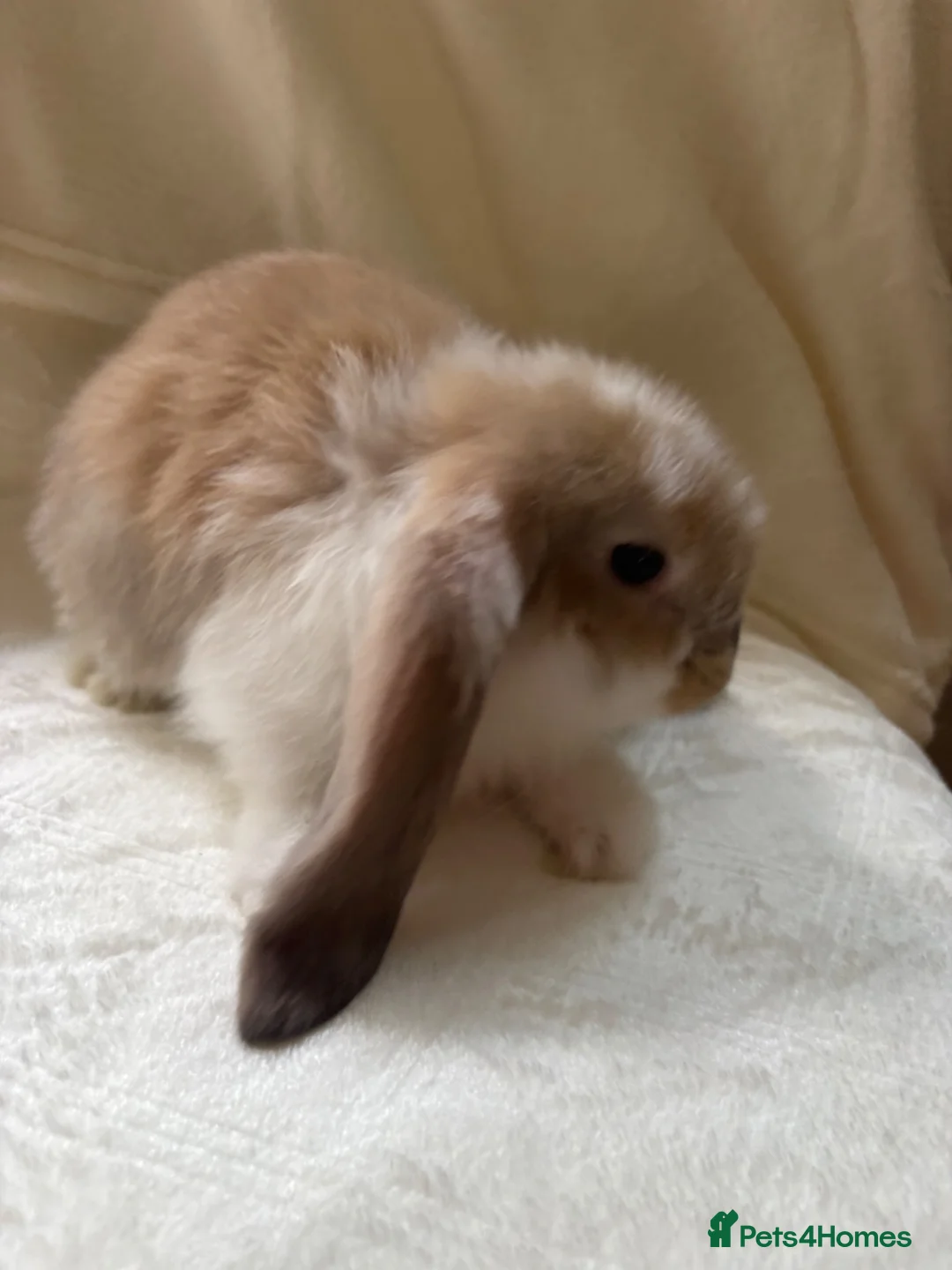 French Lop rabbits for sale: Gorgeous French lop babies - Advert 2