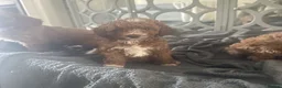 Cavapoo dogs for sale: Stunning  health tested Cavapoo puppies  - Advert 9