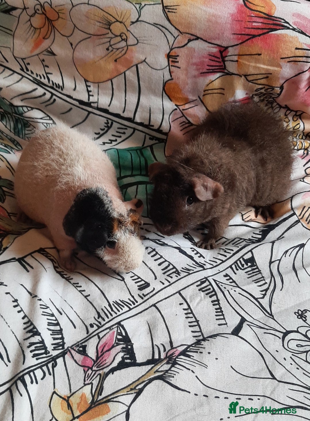Guinea Pig rodents for sale: Skinny pigs. Various ages + prices. - Image 2
