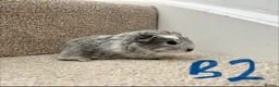 Guinea Pig rodents for sale: Baby guinea pigs  - Advert 6