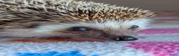 Pygmy Hedgehog rodents for sale: Celine is looking for a 5*Home - Advert 10