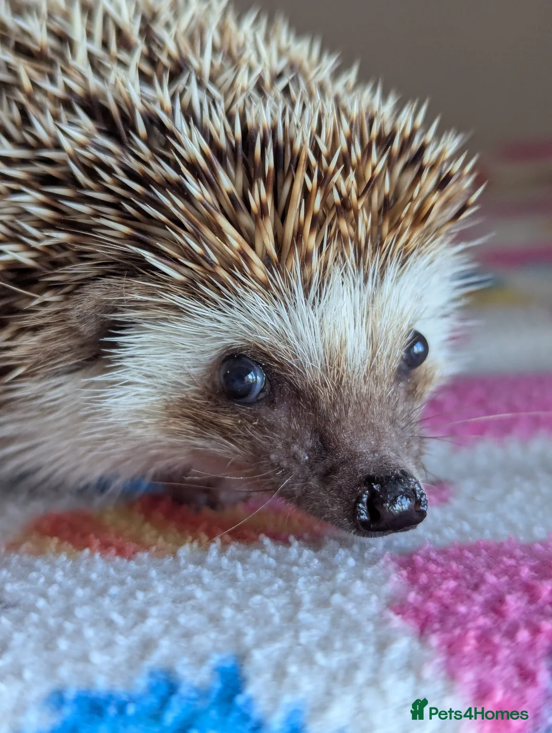 Pygmy Hedgehog rodents for sale: Celine is looking for a 5*Home - Advert 10
