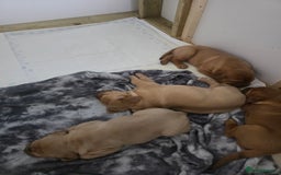 Dogue De Bordeaux dogs for sale: Dogue de bordeaux - Advert 25