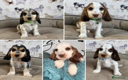 Cocker Spaniel dogs for sale: Beautiful show litter Cockers ready now - Image 1