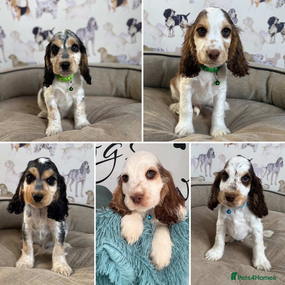 Cocker Spaniel dogs for sale: Beautiful show litter Cockers ready now - Image 1