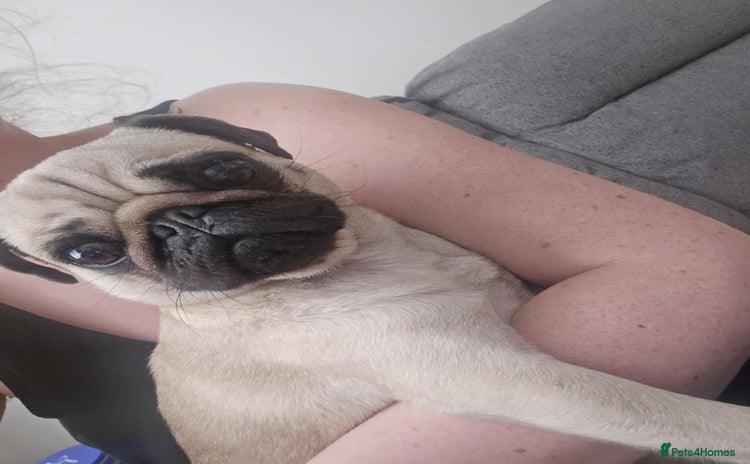 Pug dogs - Advert 3