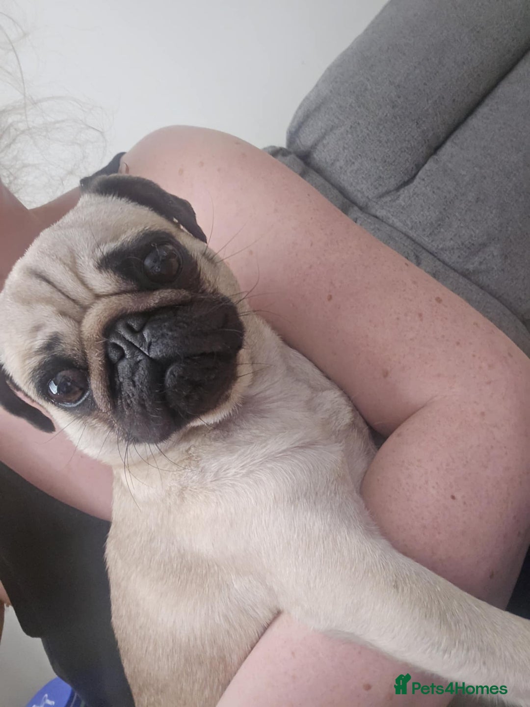Pug dogs for sale: Betsy Pug - Image 1