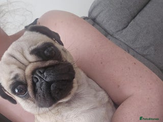 Pug dogs - Advert 14